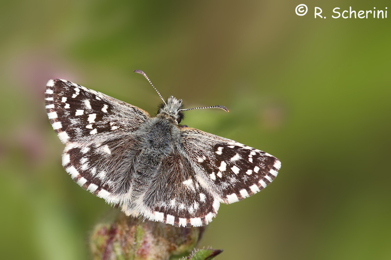 Pyrgus malvoides: conferma ID