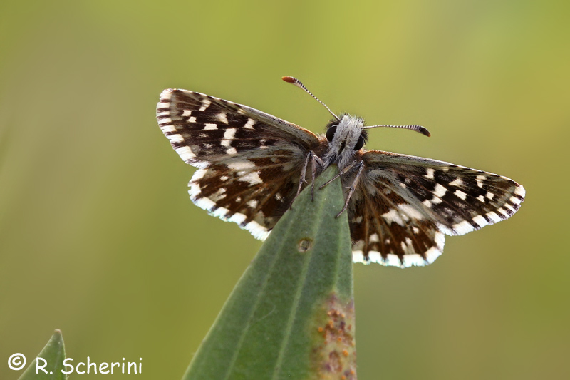Pyrgus malvoides: conferma ID