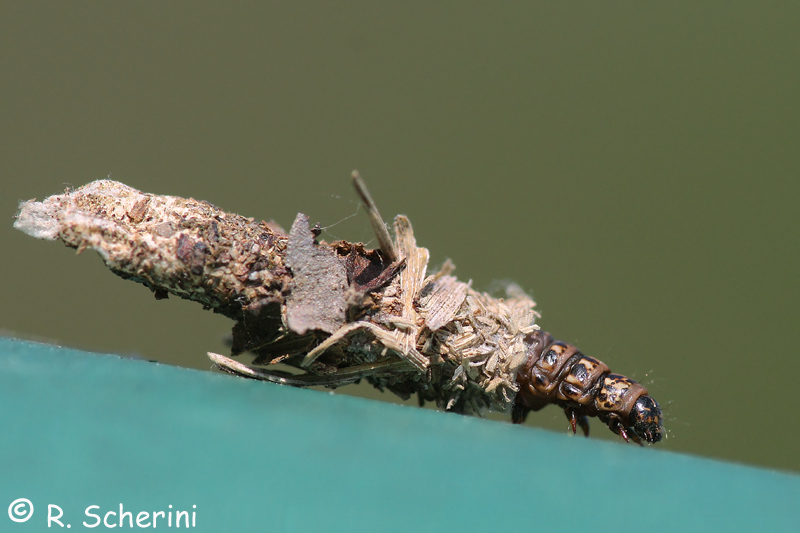 Canephora sp. ? - Canephora hirsuta