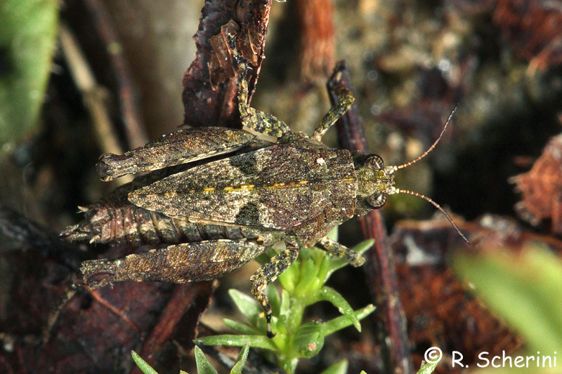 Tetrigidae