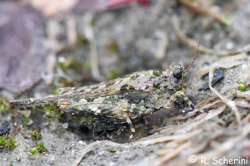 Tetrigidae