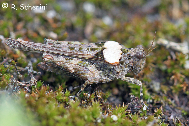 Tetrigidae
