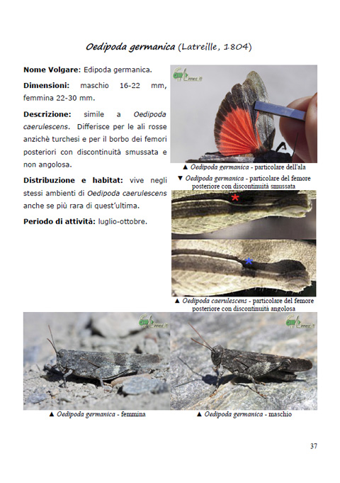 Grilli per la testa - eBook sugli ortotteri