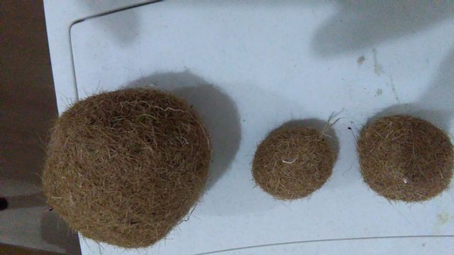 Palline di Scarabeo stercorario ?? No, sfere di Posidonia oceanica