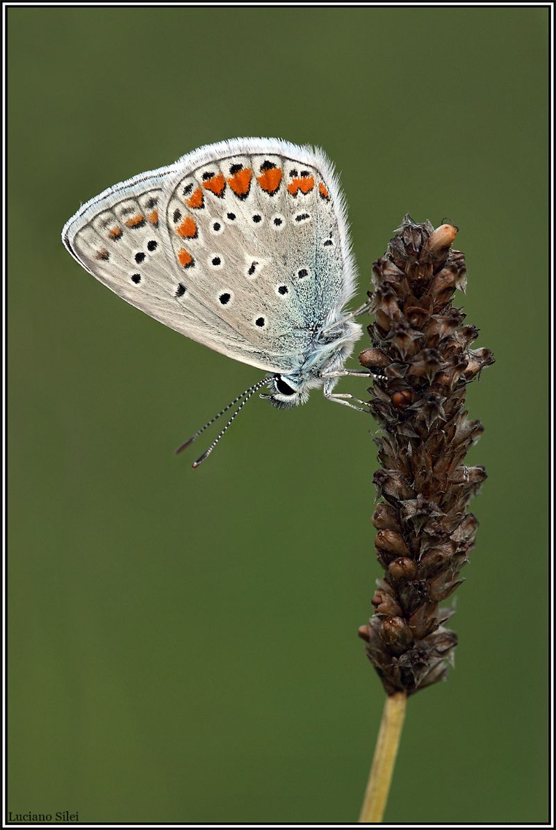 Tutte Polyommatus icarus?