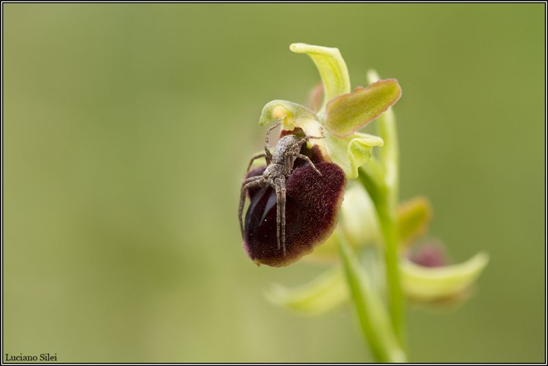 Philodromus sp. - Osoppo (UD)