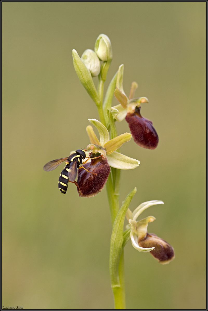 Impollinatore di orchidea: Syrphidae da identificare