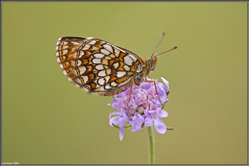Melitaea aurelia? No, Melitaea diamina