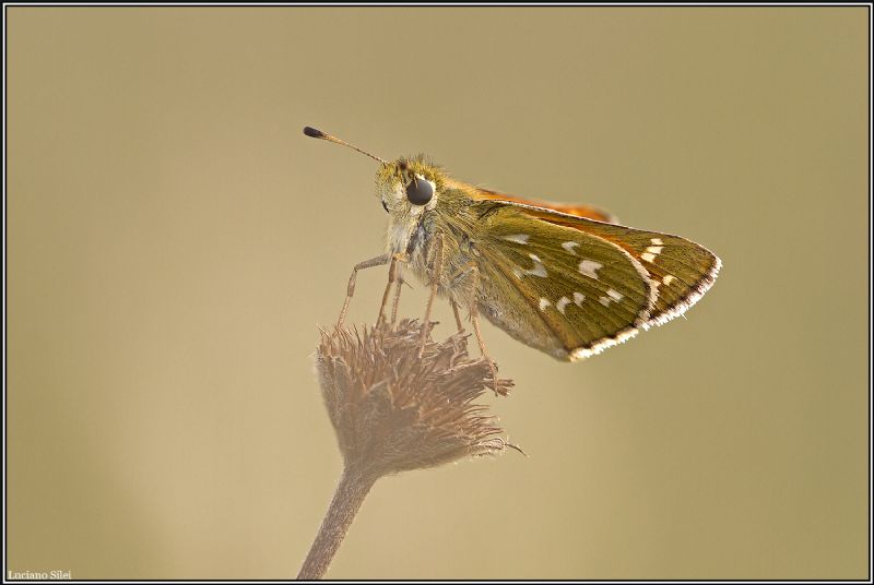 Ochlodes sylvanus? No, Hesperia comma