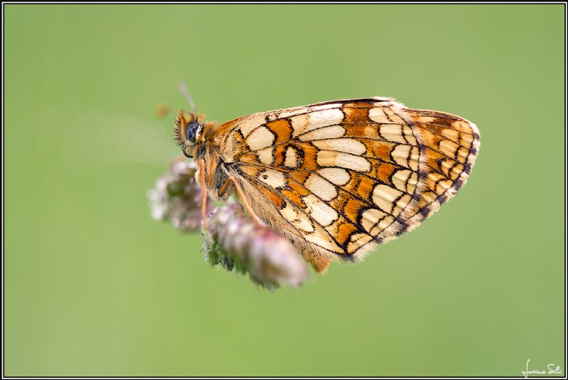 Quale Nymphalidae?