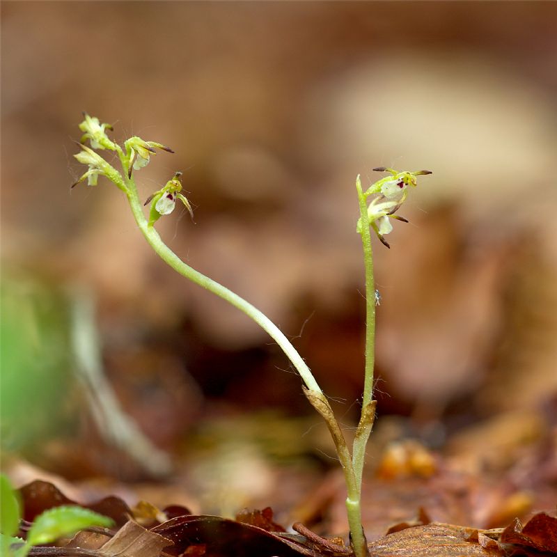 Corallorhiza trifida con due steli