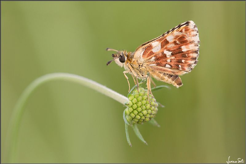 Spialia sertorius?