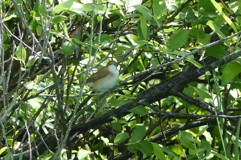 Quale Sylviidae?  Cannaiola, forse verdognola (Acrocephalus cfr. palustris)