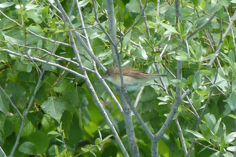 Quale Sylviidae?  Cannaiola, forse verdognola (Acrocephalus cfr. palustris)