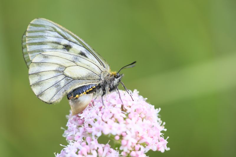 Psarnassius mnemosine, con sphragis