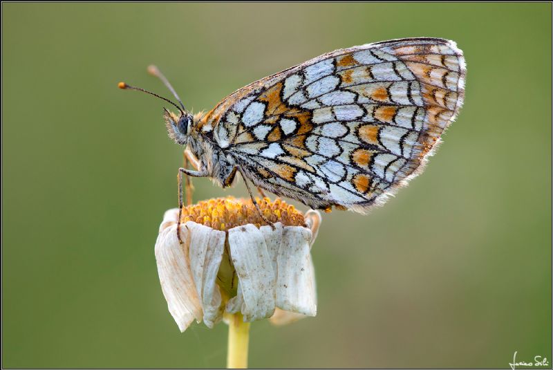 Conferma per Melitaea nevadensis