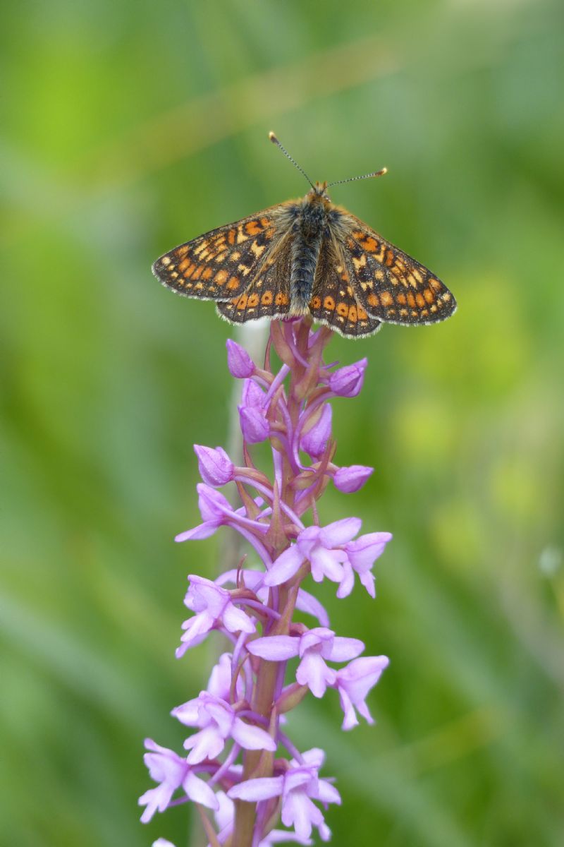 Nymphalidae: Euphydryas intermedia?  No, Euphydryas aurinia