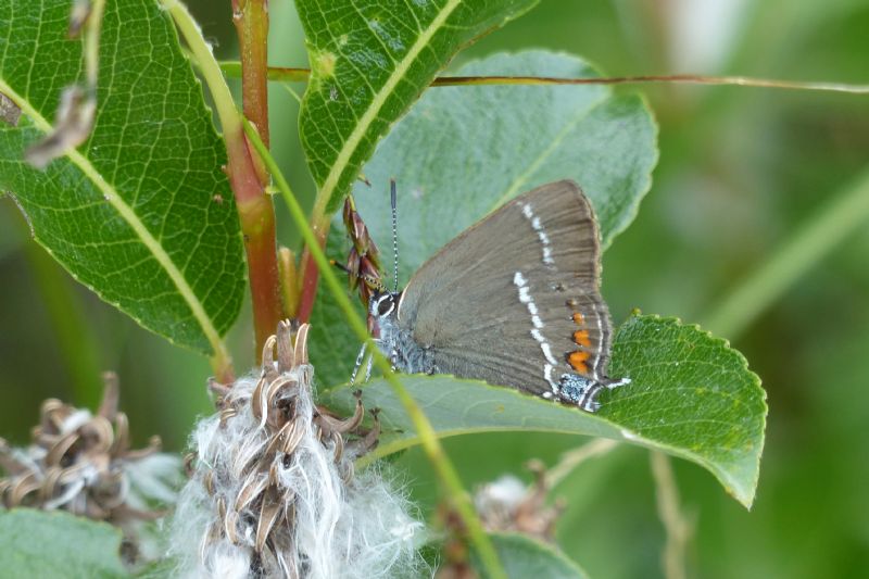 Satyrium acaciae?  No, Satyrium spini