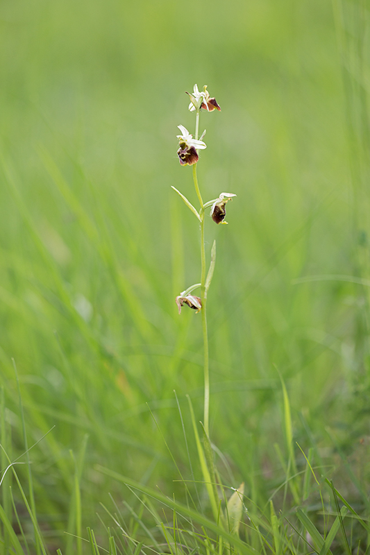 Ophrys tetraloniae?