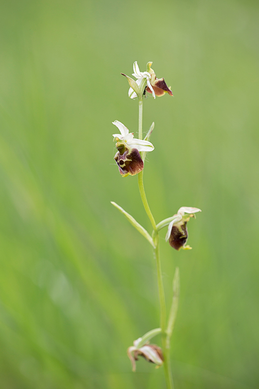 Ophrys tetraloniae?