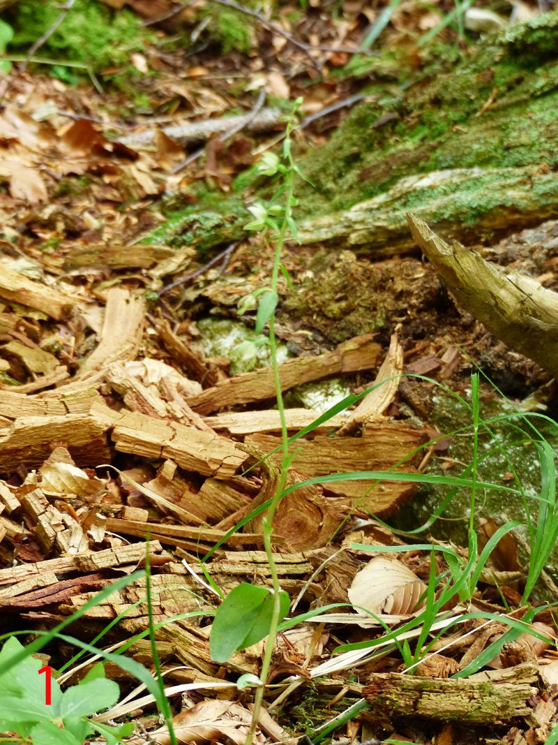 Epipactis da identificare