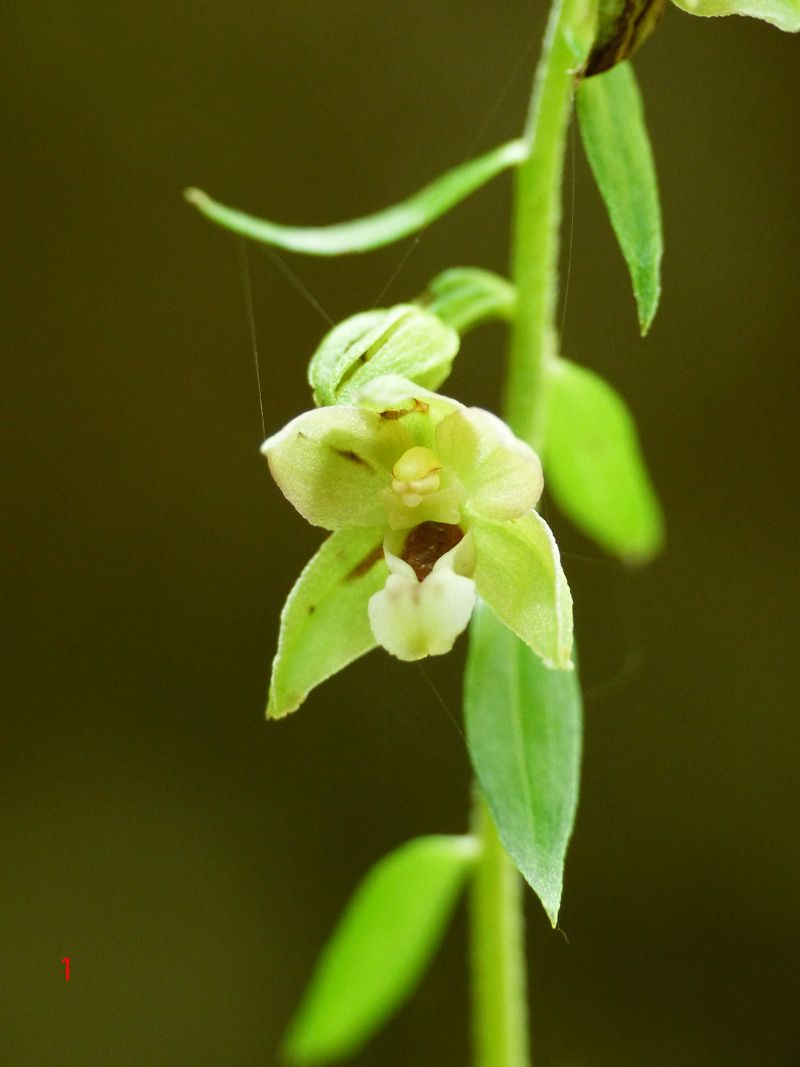 Epipactis da identificare