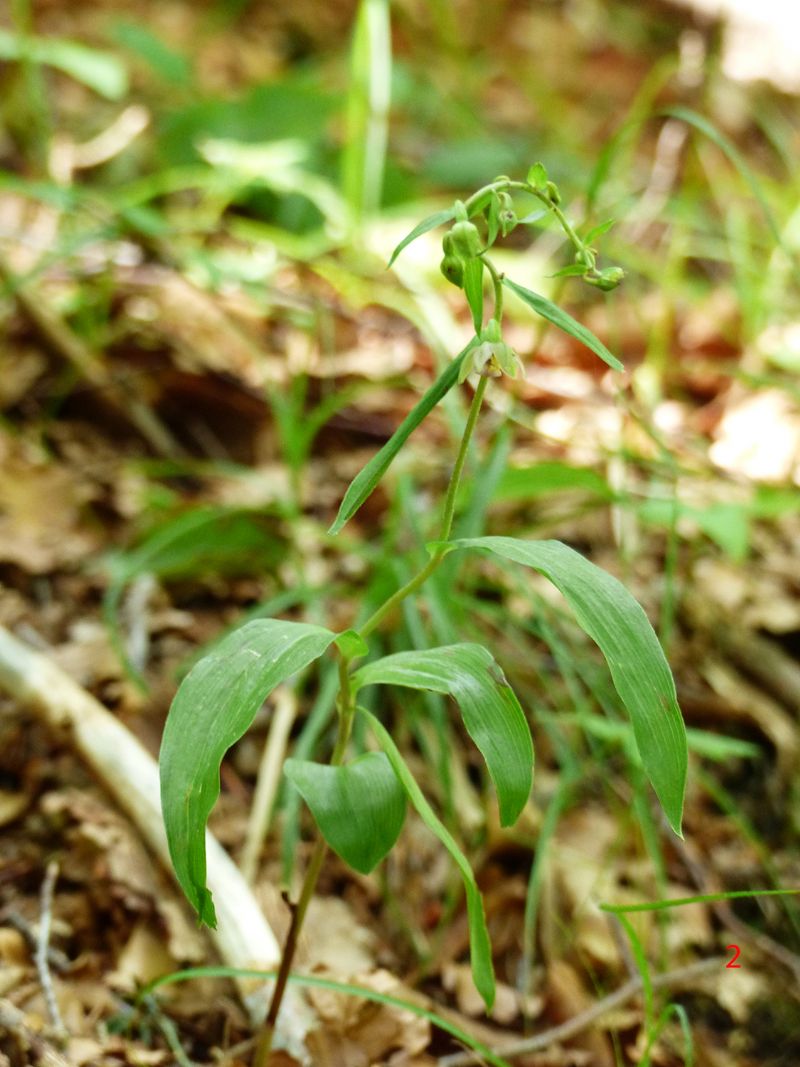 Epipactis da identificare