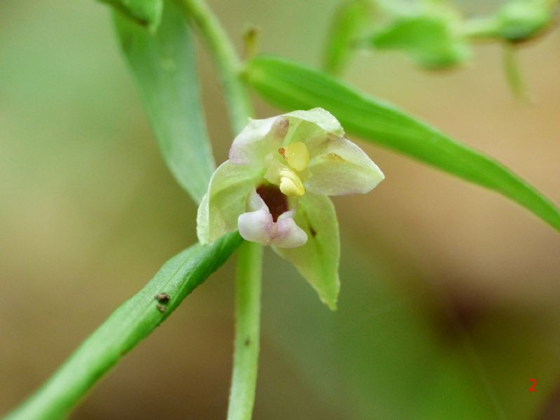 Epipactis da identificare