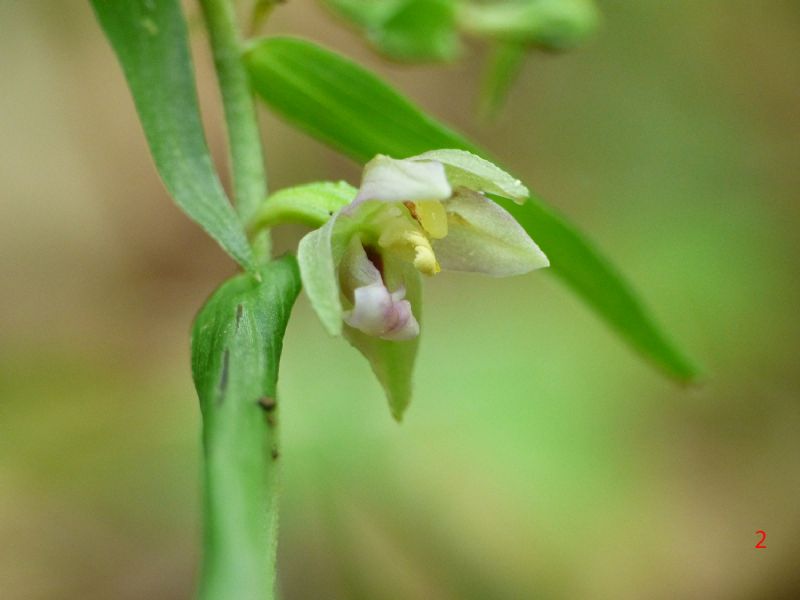 Epipactis da identificare