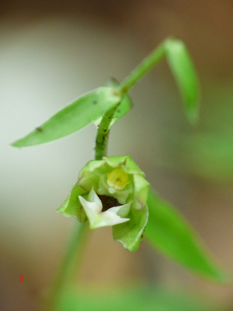 Epipactis da identificare