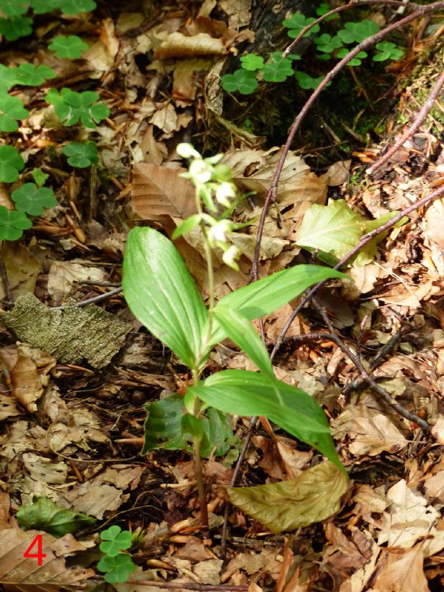 Epipactis da identificare