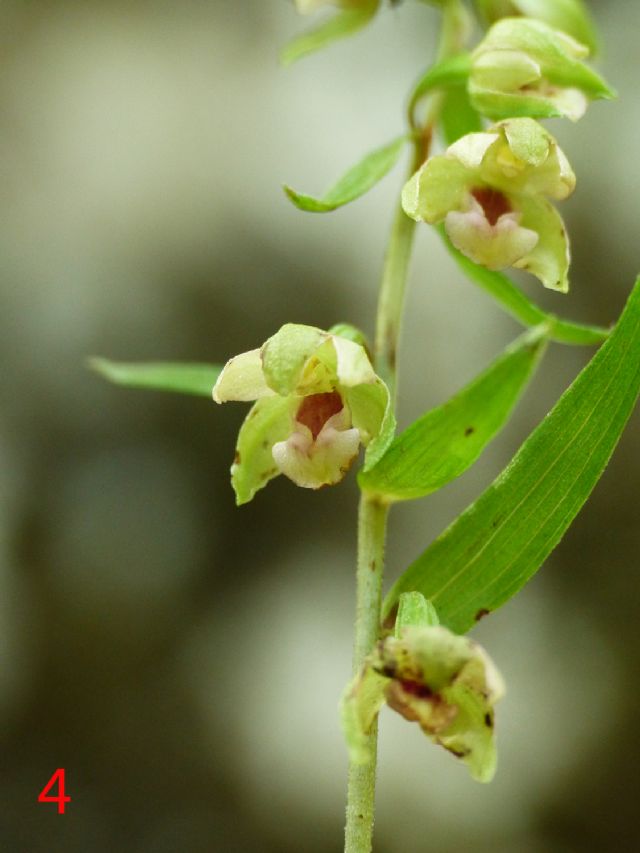 Epipactis da identificare