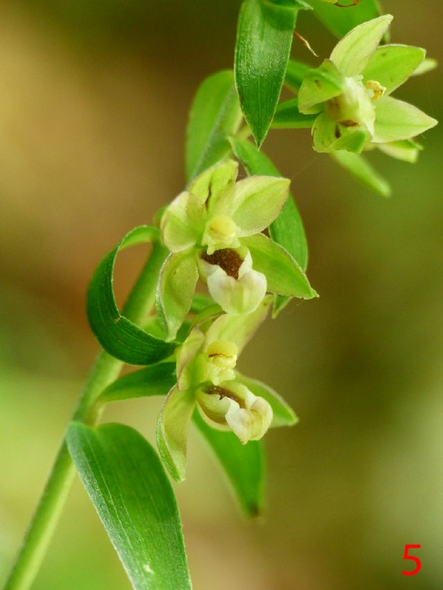 Epipactis da identificare