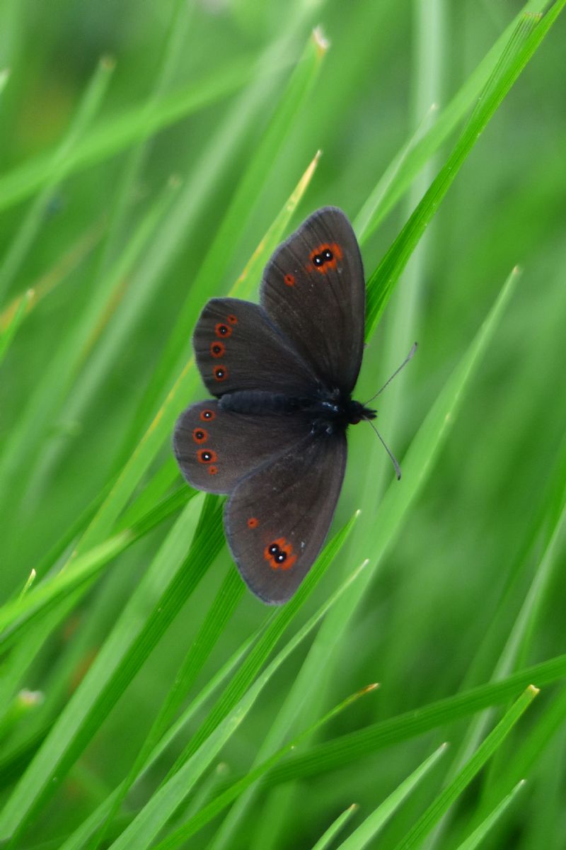 Erebia da determinare:  Erebia oeme o Erebia medusa