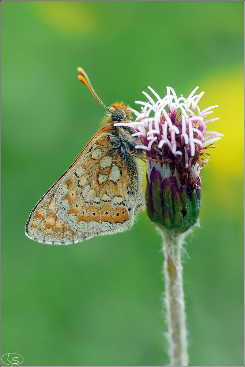 Euphydryas aurinia (Nymphalidae)