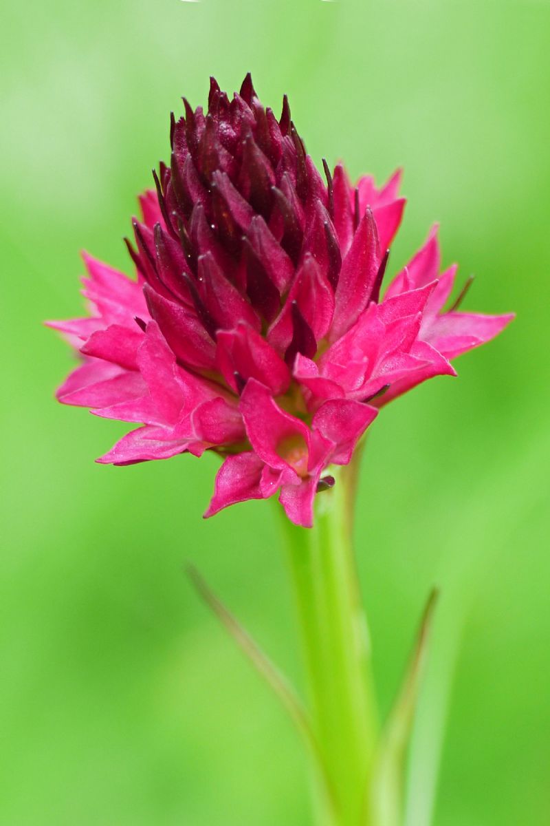 Nigritella miniata var. dolomitensis?