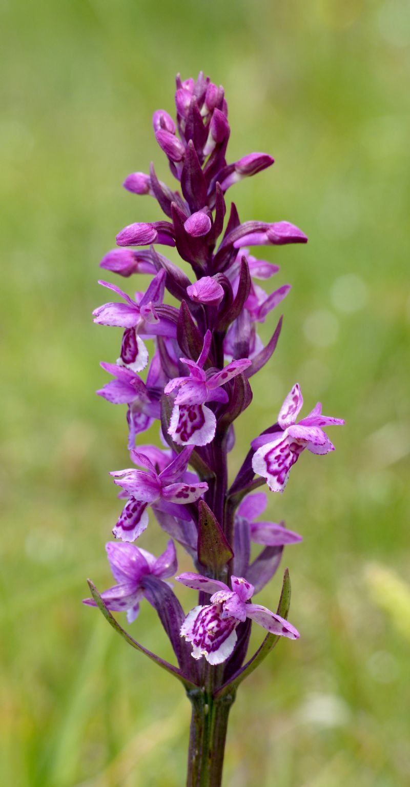 Particolare cromatismo in Dactylorhiza lapponica subsp. rhaetica