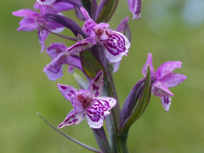 Particolare cromatismo in Dactylorhiza lapponica subsp. rhaetica