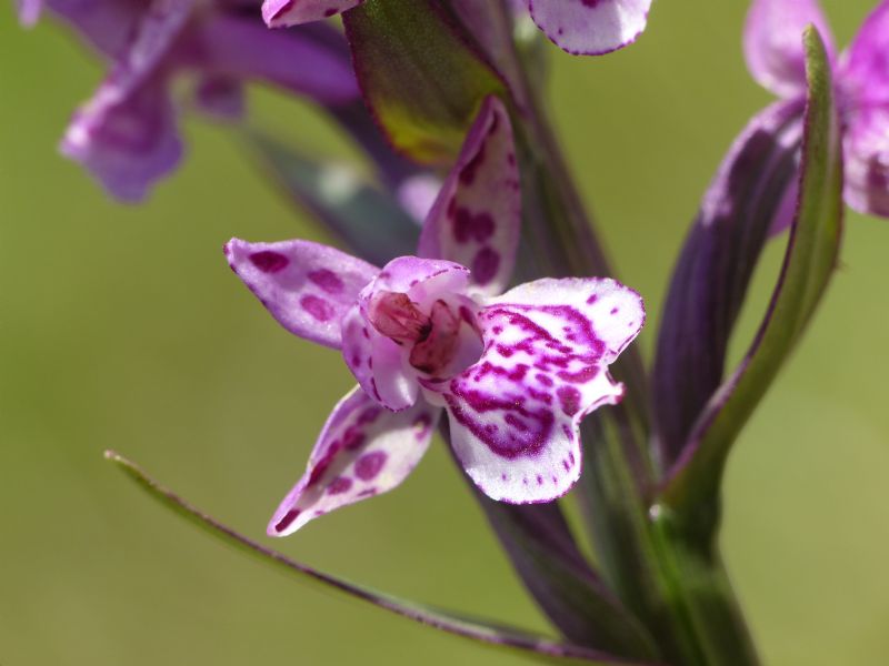 Particolare cromatismo in Dactylorhiza lapponica subsp. rhaetica