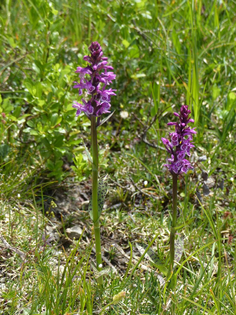 Particolare cromatismo in Dactylorhiza lapponica subsp. rhaetica