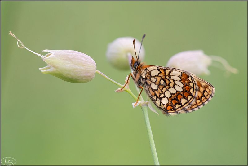 Melitaea athalia?
