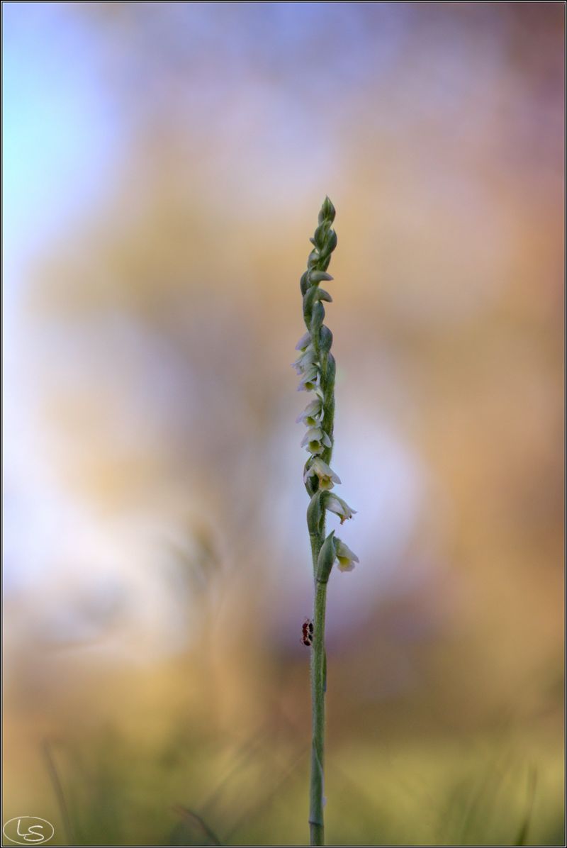 Spiranthes spiralis