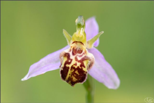 Ophrys apifera var. trollii?