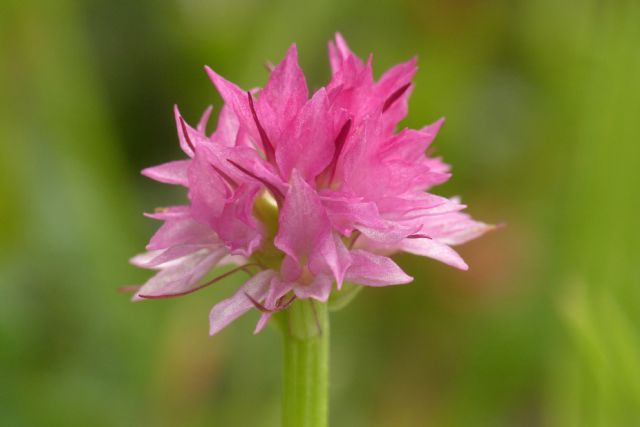 Nigritella perazzana