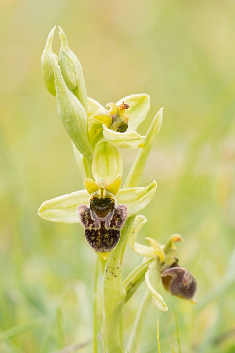 Ibridi di Ophrys bombyliflora