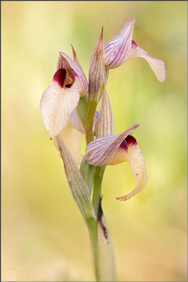 Serapias istriane