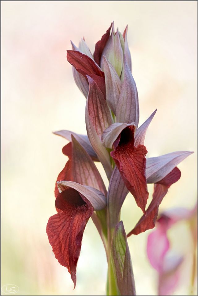 Serapias istriane