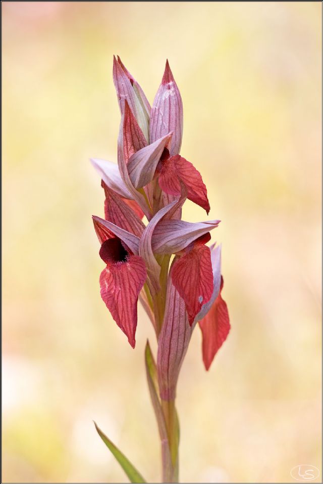 Serapias istriane