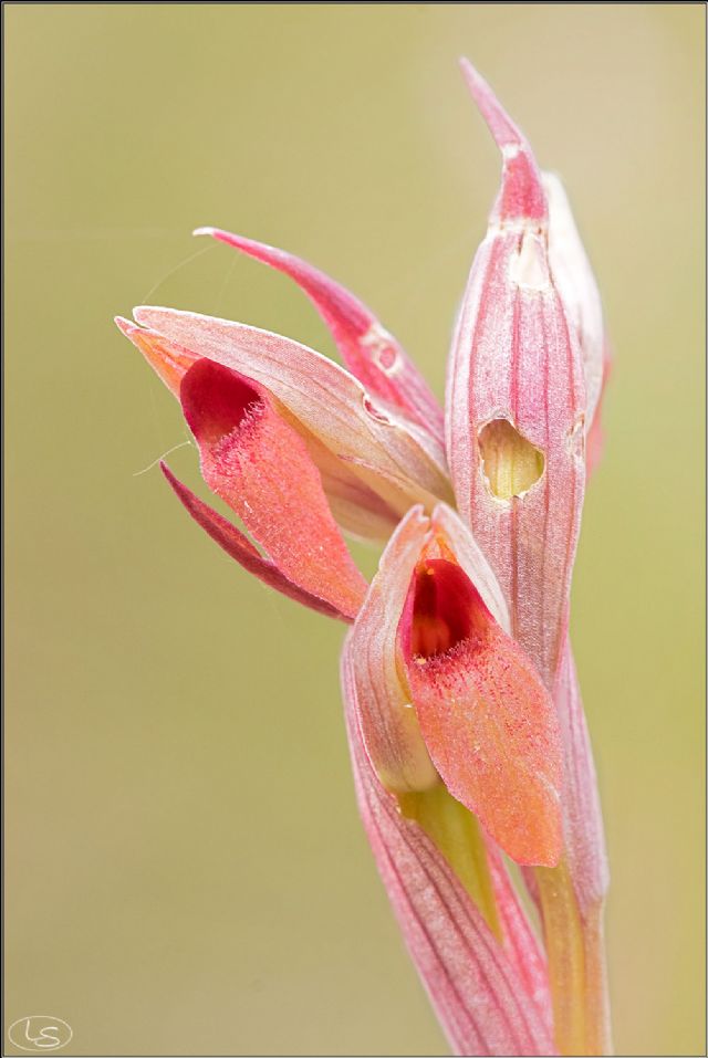 Serapias istriane