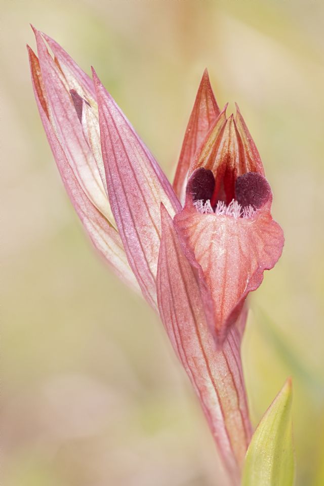 Serapias istriane